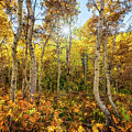 Golden Aspen Grove by Matt Hammerstein