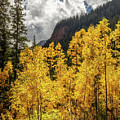 Golden Aspen on the trail to Ice Lake Photograph by Bradley Morris Golden Aspen on the trail to Ice Lake Photograph by Bradley Morris