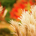 Golden Autumn Grass Photograph by Jeff Sinon Golden Autumn Grass Photograph by Jeff Sinon