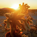 Golden Cholla 2 Photograph by Go and Flow Photos Golden Cholla 2 Photograph by Go and Flow Photos