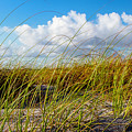 Golden Dune Grasses II Photograph by Debra and Dave Vanderlaan Golden Dune Grasses II Photograph by Debra and Dave Vanderlaan