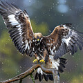 Golden Eagle in Winter by Arterra Picture Library