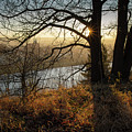 Golden evening light 1 Photograph by Adriana Mueller Golden evening light 1 Photograph by Adriana Mueller
