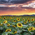 Golden Field of Blooms by Darylann Leonard Photography