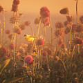 Golden Finch in the Golden Light Photograph by Jason Fink Golden Finch in the Golden Light Photograph by Jason Fink