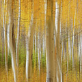 Golden Forest Moment Abstract Panorama Photograph by James BO Insogna