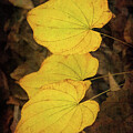 Golden Harmony by Dodie Ross