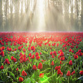 Golden Hour Tulips Photograph by Michael Rauwolf Golden Hour Tulips Photograph by Michael Rauwolf