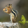 Golden-Mantled Ground Squirrel Photograph by Debra Martz Golden-Mantled Ground Squirrel Photograph by Debra Martz
