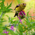 Golden Perch Among Wild Blooms by Lisa Arview