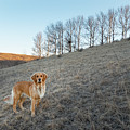 Golden Retriever On A Hill Photograph by Karen Rispin Golden Retriever On A Hill Photograph by Karen Rispin