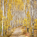 Golden Road by Stephen Holst