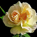 Golden Rose Photograph by Cathy Kovarik Golden Rose Photograph by Cathy Kovarik