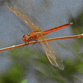 Golden Winged Skimmer by Laura Putman