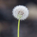Gone to seed Photograph by David Beechum Gone to seed Photograph by David Beechum
