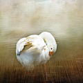 Goose with an Itch Photograph by Elaine Teague Goose with an Itch Photograph by Elaine Teague