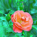 Gorgeous Rose Digital Art by Nancy Olivia Hoffmann Gorgeous Rose Digital Art by Nancy Olivia Hoffmann