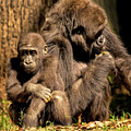 Gorilla Family Photograph by Karen Cox Gorilla Family Photograph by Karen Cox
