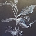 Grace Drawing by Rosanne Licciardi Grace Drawing by Rosanne Licciardi