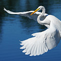 Graceful Great Egret Photograph by Larry Marshall Graceful Great Egret Photograph by Larry Marshall