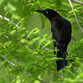 Grackle Bird Photograph by Larry Marshall Grackle Bird Photograph by Larry Marshall
