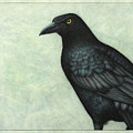 Grackle Painting by James W Johnson Grackle Painting by James W Johnson