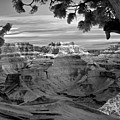 Grand Canyon Framed By Tree   by Martin Konopacki