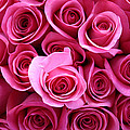 Grandma Roses by Linda Sannuti Grandma Roses by Linda Sannuti