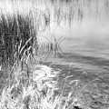 Grasses and Reeds Black and White Photograph by Allan Van Gasbeck Grasses and Reeds Black and White Photograph by Allan Van Gasbeck