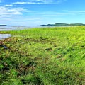 Grasses at Sand Bar  by Mike Reilly
