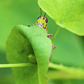 Grasshopper Photograph by Amelia Pearn Grasshopper Photograph by Amelia Pearn
