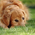 Grassy Golden Photograph by Lens Art Photography By Larry Trager Grassy Golden Photograph by Lens Art Photography By Larry Trager