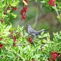 Gray Catbird On Berries Art Print by Denise Johnson