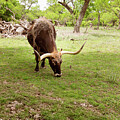 Grazing Longhorn at Lyndon B. Johnson State Park by Brigitte Blanchette Thompson