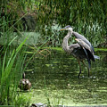 Great Blue Heron by Alyssa Tumale