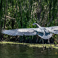 Great Blue Heron Glidepath  by Ed Peterson