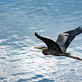 Great Blue Heron In Flight Photograph by Beachtown Views Great Blue Heron In Flight Photograph by Beachtown Views