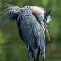 Great Blue Heron Preening DMSB0155 Photograph by Gerry Gantt Great Blue Heron Preening DMSB0155 Photograph by Gerry Gantt