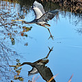 Great Blue Heron Underside Mirror Image by Allan Levin