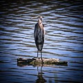 Great Blue Heron Photograph by Veronica Batterson Great Blue Heron Photograph by Veronica Batterson