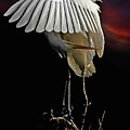 Great Egret Bow at Sunset by William Jobes
