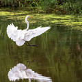 Great Egret Landing - Crab Orchard Lake Photograph by Susan Rissi Tregoning Great Egret Landing - Crab Orchard Lake Photograph by Susan Rissi Tregoning