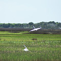 Great Egrets Photograph by Heather E Harman Great Egrets Photograph by Heather E Harman
