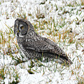 Great Gray Owl in Snow Photograph by Dorrene BrownButterfield Great Gray Owl in Snow Photograph by Dorrene BrownButterfield
