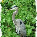 Great Herons Digital Art by Chauncy Holmes Great Herons Digital Art by Chauncy Holmes