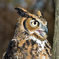 Great horned owk by Minnie Gallman