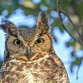 Great Horned Owl Photograph by Christopher Rice Great Horned Owl Photograph by Christopher Rice