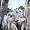 Great Horned Owl Mom and Baby by Judi Dressler