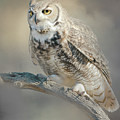 Great Horned Owl by Steve Kelley