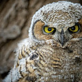 Great Horned Owlet Photograph by Wesley Aston Great Horned Owlet Photograph by Wesley Aston